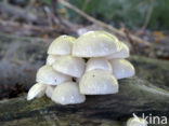 Porcelain fungus (Oudemansiella mucida)