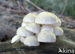 Porcelain fungus (Oudemansiella mucida)