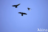 Raaf (Corvus corax) 