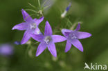Rampion Bellflower (Campanula rapunculus)
