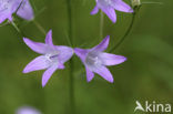 Rampion Bellflower (Campanula rapunculus)