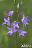 Rampion Bellflower (Campanula rapunculus)