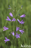 Rampion Bellflower (Campanula rapunculus)