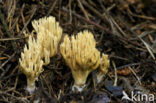 Rechte koraalzwam (Ramaria stricta)