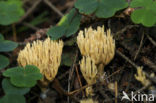 Rechte koraalzwam (Ramaria stricta)