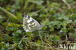 Resedawitje (Pontia daplidice)