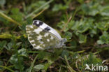 Resedawitje (Pontia daplidice)