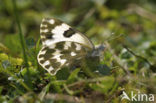 Resedawitje (Pontia daplidice)