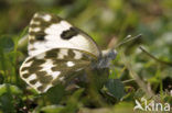 Resedawitje (Pontia daplidice)