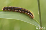 The Drinker (Euthrix potatoria)