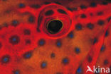 Rode Koraalbaars (Cephalopholis miniata )