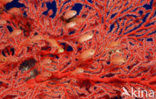 Rode vlaggebaars (Pseudanthias squamipinnis)