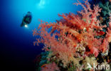 Red sea