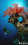 Red sea
