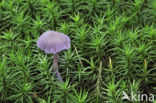 Amethyst Deceiver (Laccaria amethystina)