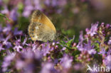 Roodstreephooibeestje (Coenonympha glycerion)