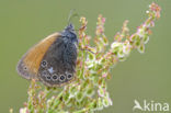 Roodstreephooibeestje (Coenonympha glycerion)