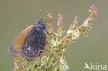 Roodstreephooibeestje (Coenonympha glycerion)