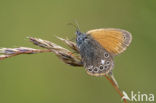 Roodstreephooibeestje (Coenonympha glycerion)