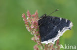 Camberwell Beauty (Nymphalis antiopa)