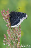 Camberwell Beauty (Nymphalis antiopa)