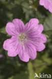 Roze ooievaarsbek (Geranium endressii)