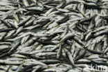 Pilchard (Sardina pilchardus)