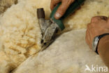 sheep (Ovis spec.)