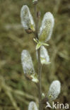 White Willow (Salix alba)