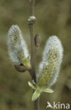 White Willow (Salix alba)