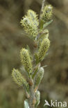 Schietwilg (Salix alba)