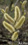 Schietwilg (Salix alba)