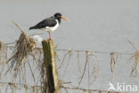 Scholekster (Haematopus ostralegus)