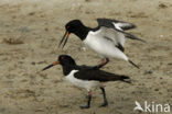 Oystercatcher (Haematopus ostralegus)