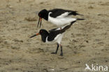 Oystercatcher (Haematopus ostralegus)