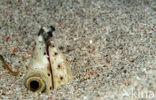 Dark-shouldered snake eel (Ophichthus cephalozona)