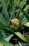 screwpine (Pandanus spec.)