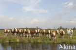 Simmentaler Koe (Bos domesticus)