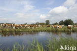 Simmentaler Koe (Bos domesticus)