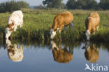 Simmentaler Koe (Bos domesticus)