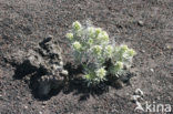 Slangenkruid (Echium brevirame)