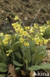 Slanke sleutelbloem (Primula elatior)