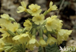 Slanke sleutelbloem (Primula elatior)