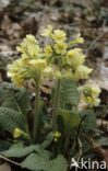 Slanke sleutelbloem (Primula elatior)