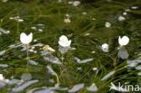 Smalle waterpest (Elodea nuttallii)