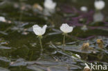 Smalle waterpest (Elodea nuttallii)