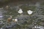 Smalle waterpest (Elodea nuttallii)