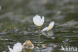 Smalle waterpest (Elodea nuttallii)