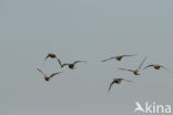 Wigeon (Anas penelope)