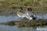 Wigeon (Anas penelope)